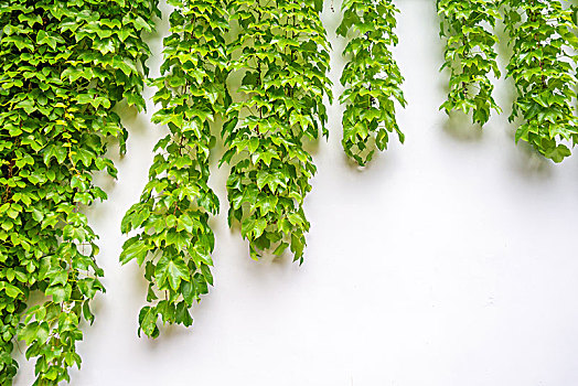 cầu bạch thủ hôm nay