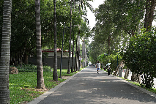 soi cau lo mien nam