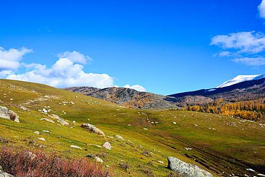 soi cau rong bach kim mien phi