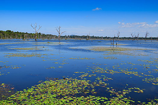 cầu lô miễn phí
