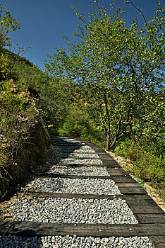 rong bach kim hai nhay