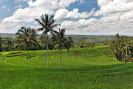 cầu lô miền bắc
