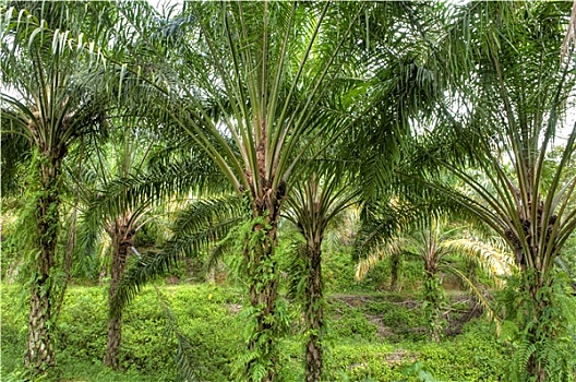 soi số miền bắc