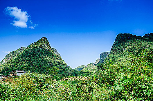 bạch thủ thành phố
