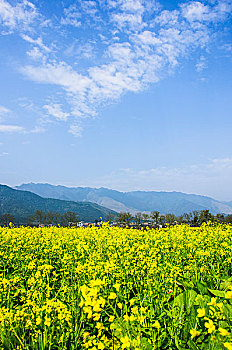 cầu bach thủ lô